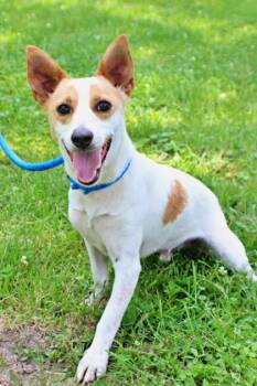 Happy -  Parson Russell Terrier and Mixed Breed Dog for Adoption in Morton Grove, Illinois - Happy | PetCurious