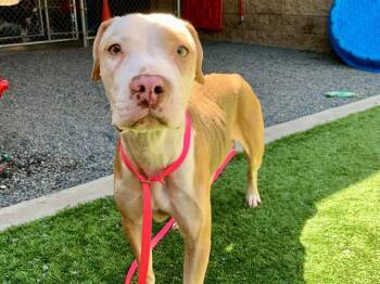 NURSING MOM NEEDS FOSTER OR FOSTER TO ADOPT - Sweet Potatah - ID -  Pit Bull Terrier Dog for Adoption in San Marcos, California - NURSING MOM NEEDS FOSTER OR FOSTER TO ADOPT - Sweet Potatah - ID | PetCurious