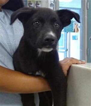 Chow Chow and Pit Bull Terrier Dogs Available for Adoption in Oklahoma City, Oklahoma - A472076 | PetCurious