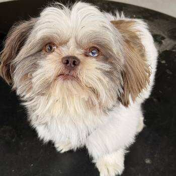 Shih Tzu Dogs Available for Adoption in Long Beach, New York - Danny | PetCurious