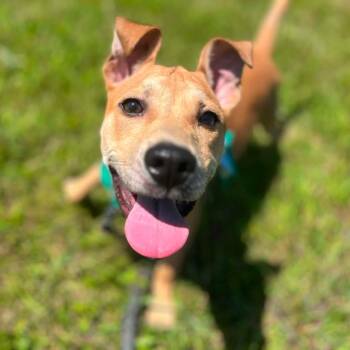 Toby -  Pit Bull Terrier Dog for Adoption in Greensburg, Pennsylvania - Toby | PetCurious