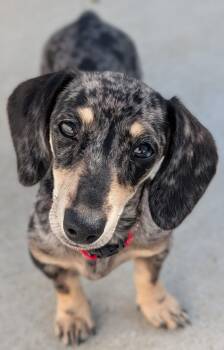 Gigi in TN -  Dachshund Dog for Adoption in Shelbyville, Tennessee - Gigi In TN | PetCurious