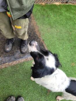 Setter Dogs Available for Adoption - Dorian | PetCurious