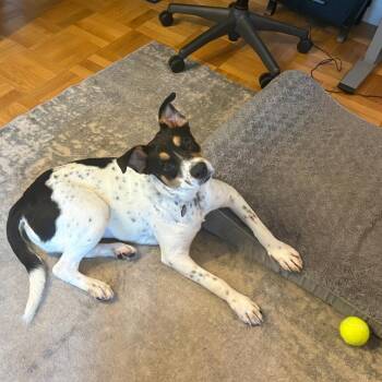 Gemini -  Retriever Dog for Adoption in New York, New York - Gemini | PetCurious