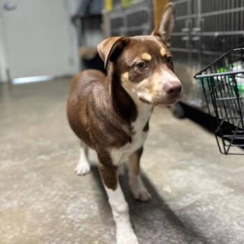 Mixed Breed Dogs Available for Adoption in Pauls Valley, Oklahoma - Twister | PetCurious