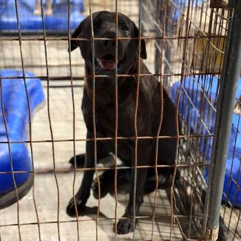 Labrador Retriever Dogs Available for Adoption in Fort Smith, Arkansas - Harriet | PetCurious