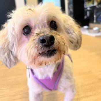 Waimea 14576 -  Maltese Dog for Adoption in San Francisco, California - Waimea 14576 | PetCurious