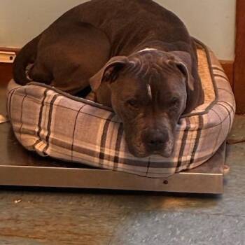Pit Bull Terrier Dogs Available for Adoption in Montague, Massachusetts - Didi | PetCurious