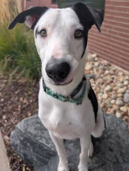 Rescue Border Collie Dogs for Adoption in Littleton, Colorado - Yang | PetCurious