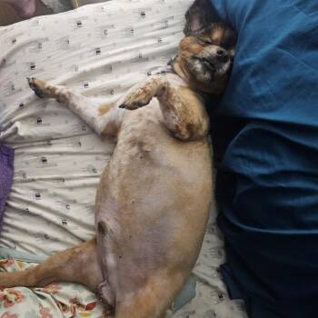 Pomeranian Dogs Available for Adoption in York, Pennsylvania - Neno | PetCurious