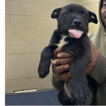 Rescue Terrier and Labrador Retriever Dogs for Adoption in Clarksville, Virginia - Lucia | PetCurious