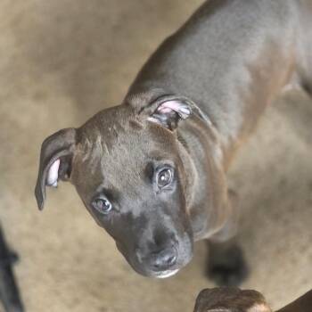 Goldfish -  Pit Bull Terrier and Mixed Breed Dog for Adoption in Huntsville, Alabama - Goldfish | PetCurious