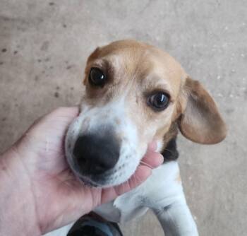 Beagle Dogs Available for Adoption - Monkey | PetCurious