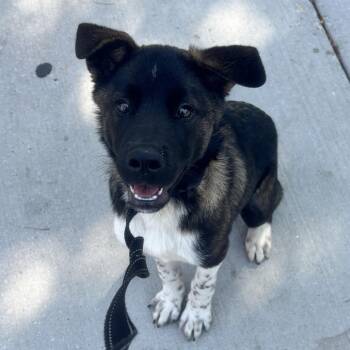 Banzai -  Mixed Breed Dog for Adoption in Skokie, Illinois - Banzai | PetCurious