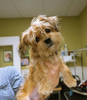 Chester -  Yorkshire Terrier Dog for Adoption in Cincinnati, Ohio - Chester | PetCurious