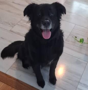Mags -  Border Collie and Black Labrador Retriever Dog for Adoption in Paw Paw, Michigan - Mags | PetCurious
