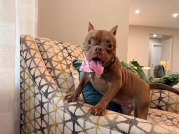 Libby Goody Little Miss Lovebug -  French Bulldog and American Bulldog Dog for Adoption in Friendswood, Texas - Libby Goody Little Miss Lovebug | PetCurious