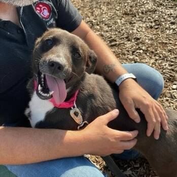 Lyla -  Mixed Breed and Cattle Dog Dog for Adoption in Elyria, Ohio - Lyla | PetCurious