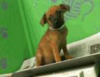 Rescue Chihuahua and Mixed Breed Dogs for Adoption in Houston, Texas - Four Christmases | PetCurious