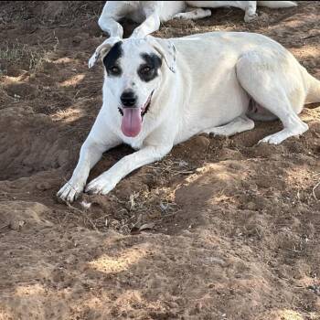 June -  Labrador Retriever and Australian Cattle Dog Blue Heeler Dog for Adoption - June | PetCurious