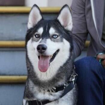 Siberian Husky and Mixed Breed Dogs Available for Adoption - BUCKLEY | PetCurious