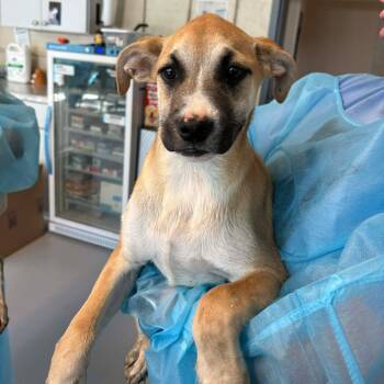 Mixed Breed Dogs Available for Adoption in Huntington, West Virginia - Paradise | PetCurious