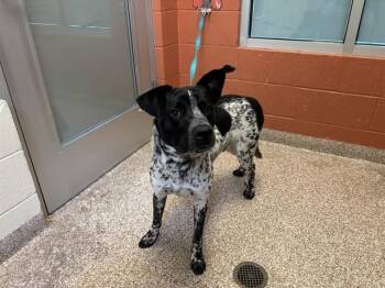 OTTO -  Australian Cattle Dog Blue Heeler and Mixed Breed Dog for Adoption in Pueblo, Colorado - OTTO | PetCurious