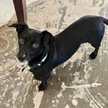 Rescue Dachshund and Chihuahua Dogs for Adoption in Warren, Rhode Island - Dash | PetCurious