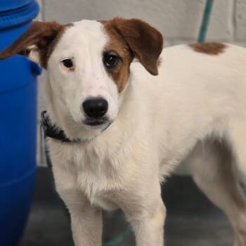 Rescue Australian Shepherd and Mixed Breed Dogs for Adoption in Enid, Oklahoma - Gemma | PetCurious