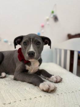 Pit Bull Terrier and American Staffordshire Terrier Dogs Available for Adoption - Mosa Cutie Baby | PetCurious