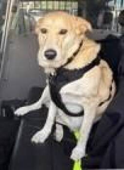 Golden Retriever and Mixed Breed Dogs Available for Adoption in Conway, South Carolina - Rae-lee | PetCurious