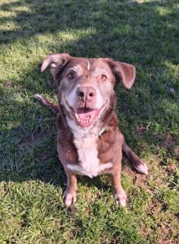 OTTO -  Labrador Retriever Dog Available for Adoption in Ironwood, Michigan - OTTO | PetCurious