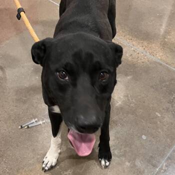 Coe -  Staffordshire Bull Terrier and Mixed Breed Dog for Adoption in Washburn, Missouri - Coe | PetCurious