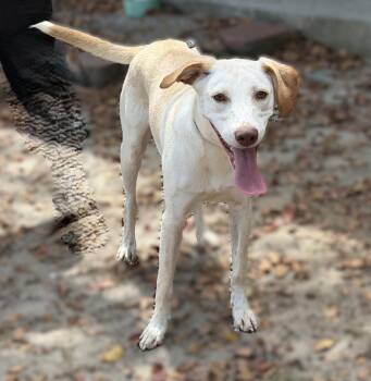 Pringle -  Labrador Retriever Dog for Adoption in Slidell, Louisiana - Pringle | PetCurious