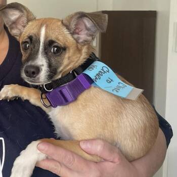 Mixed Breed Dogs Available for Adoption in Columbia, Maryland - Clive (I Have A Video!) | PetCurious