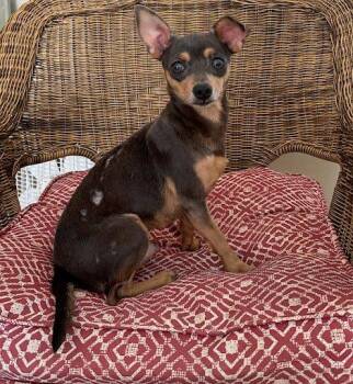 Rescue Chihuahua Dogs for Adoption in Marshall, Texas - Ryan Fleacrest | PetCurious