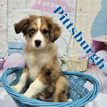 Mixed Breed Dogs Available for Adoption - Pittsburgh  | PetCurious