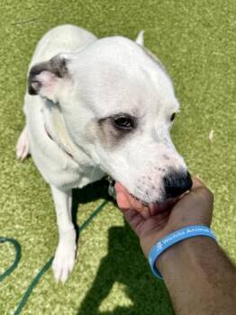 Dinkleberg -  Mixed Breed Dog for Adoption in Wichita, Kansas - Dinkleberg | PetCurious