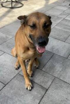 Meko -  German Shepherd Dog and Labrador Retriever Dog for Adoption in Wekiwa Springs, Florida - Meko | PetCurious