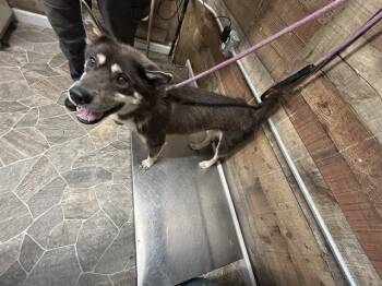 Rescue Siberian Husky and Shiba Inu Dogs for Adoption in Chester, South Carolina - TOMMY HILFIGER | PetCurious