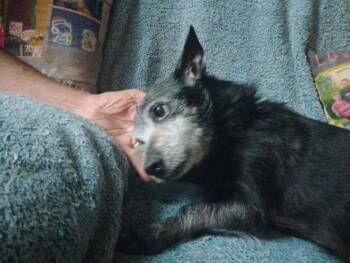 Wesley -  Chihuahua Dog for Adoption in Blue Springs, Missouri - Wesley | PetCurious