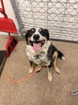 Mars -  Australian Cattle Dog Blue Heeler Dog for Adoption in Fruit Heights, Utah - Mars | PetCurious