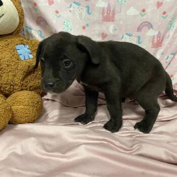 JET -  Labrador Retriever Dog for Adoption in Modesto, California - JET | PetCurious
