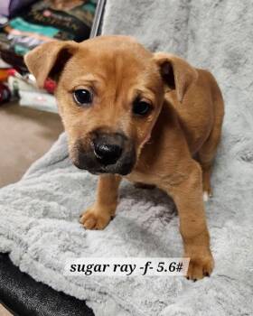 Boxer Dogs Available for Adoption - Sugar Ray | PetCurious