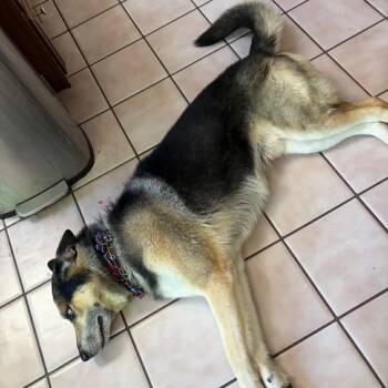 Jet -  Shepherd and Mixed Breed Dog for Adoption in Flintstone, Maryland - Jet | PetCurious