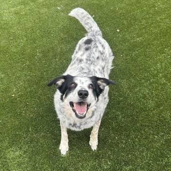 Cattle Dog Dogs Available for Adoption in Dallas, Texas - Pope (New Digs) | PetCurious