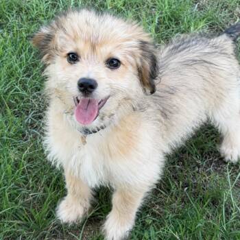 Simba -  Maltese and Chihuahua Dog for Adoption in Pelham, New Hampshire - Simba | PetCurious