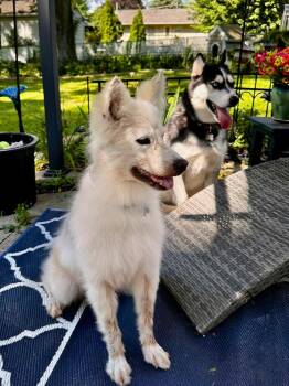 Coffee -  Samoyed Dog for Adoption in Orland Park, Illinois - Coffee | PetCurious