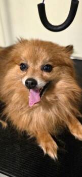 Pomeranian Dogs Available for Adoption - CHARLIE | PetCurious
