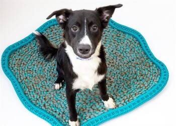 MARIO -  Border Collie and Mixed Breed Dog for Adoption in Fort Lauderdale, Florida - MARIO | PetCurious